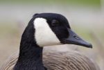 Beautiful Portrait Of A Funny Canada Goose Stock Photo