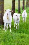 White Goats On Grass With Tree Trunks Stock Photo