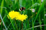 Bumblebee Flying From Flower Stock Photo