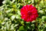 Bright Red Dahlia In The Garden Stock Photo