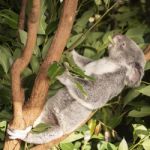 Cute Australian Koala Resting During The Day Stock Photo