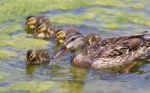 The Mother-duck And Five Of Her Chicks Stock Photo