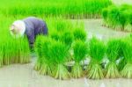 Seedlings Of Rice Agriculture In Rice Fields Stock Photo