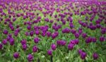 Field Of Tulips Stock Photo