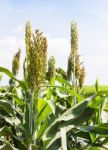 Sorghum Field Stock Photo