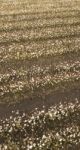 Cotton Field In The Countryside Stock Photo