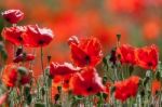 Field Of Poppies In Sussex Stock Photo