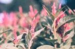 Colorful Flowers For Background Stock Photo