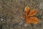 Fallen Leaf Stock Photo