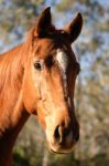 Horse In The Paddock Stock Photo