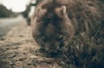 Adorable Large Wombat During The Day Looking For Grass To Eat Stock Photo