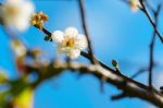 White Apricot Blossom With Blue Sky Stock Photo