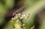 Hoverfly Insect On A Flower Stock Photo