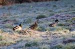 Mallards Walking Through Frosty Grass Stock Photo