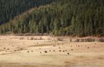 Yaks In Grass Land Stock Photo