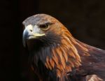 Golden Eagle On A Black Background Stock Photo