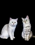 Two British Short Hair Cats On Black Background Stock Photo