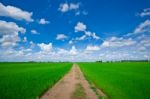 Green Rice Field Stock Photo