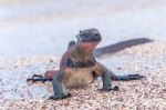 Marine Iguana On Galapagos Islands Stock Photo