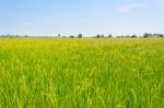 Rice Fields Stock Photo