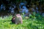 Eurasian Otter (lutra Lutra) Stock Photo