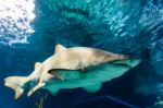 White And Gray Ragged Tooth Shark Stock Photo