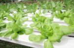 Hydroponics Vegetable Farm Stock Photo