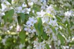 The Blooming Of Apple Trees Stock Photo