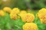 Marigold With Beauty Background Stock Photo