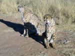 Cheetah In Namibia Stock Photo