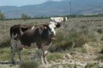 Sacrificial Cows Grass In The Farm For Muslims Festival Of Sacrifices Stock Photo