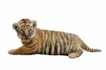 Baby Bengal Tiger Isolated Stock Photo