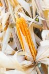 Yellow Dried Corn Stock Photo