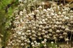 Bunch Of Mushrooms Stock Photo