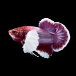 Betta Fish On Black Stock Photo