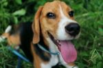 Beagle Dog Smiles Stock Photo