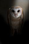 Common Barn Owl ( Tyto Albahead ) Stock Photo