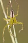 Green Huntsman Spider (micrommata Virescens) Stock Photo