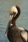 Brown Pelican Stock Photo