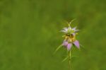 Spotted Bee-balm (monarda Punctata) Stock Photo