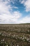 Cotton Field In The Countryside Stock Photo