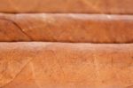 Genuine Cuban Cigars Stock Photo