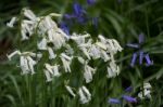 Bluebells In Staffhurst Woods Near Oxted Surrey Stock Photo