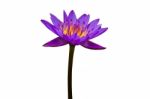 Purple Lotus On White Background Stock Photo