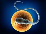 Sperm Stock Photo