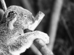 Koala In A Eucalyptus Tree. Black And White Stock Photo