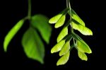 Maple Seed Stock Photo