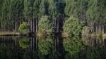 Forest In Tasmania Countryside Stock Photo