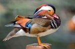 Mandarin Duck Stock Photo