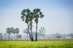 Asian Palmyra Palm ,sugar Palm Tree Surrounded With  Rice Field Stock Photo